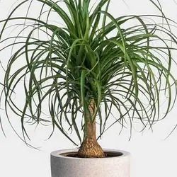 گیاه لیندا بزرگ