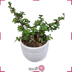 گیاه کراسولا خرفه ای