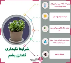 گیاه کراسولا خرفه ای