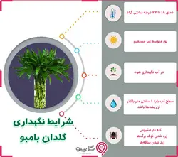 گیاه بامبو بافت به همراه خاک