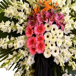 تاج گل شیمن