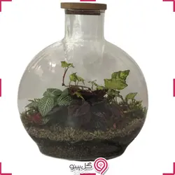 تراریوم سایز متوسط آنتالیا