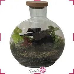 تراریوم سایز کوچک آنتالیا