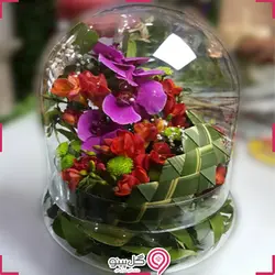 تراریوم ارکیده بزرگ