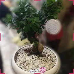 گلدان گیاه بونسای