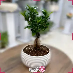 گلدان گیاه بونسای