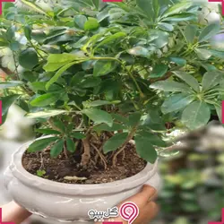 گلدان گیاه بونسای