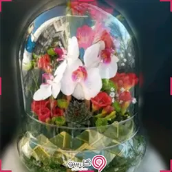 تراریوم ارکیده کوچک