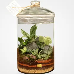تراریوم شیشه ای ارسباران | گلپینو