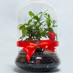 تراریوم بونسای دارک | گلپینو