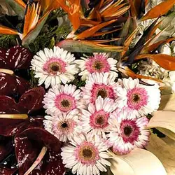 تاج گل دینا