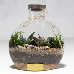 تراریوم پانیذ | گلپینو