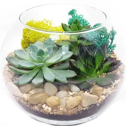 تراریوم الماسی (گل و گیاه آپارتمانی) | گلپینو