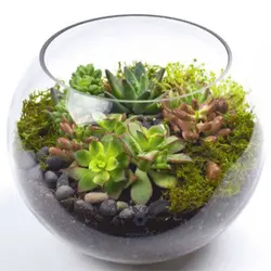 تراریوم گیاهان زیبا (گل و گیاه آپارتمانی) | گلپینو