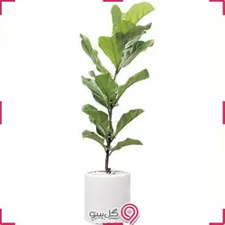 گیاه فیکوس آفریقایی (لیراتا)