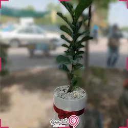گیاه فیکوس آفریقایی (لیراتا)