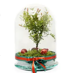 تراریوم انار مینیاتوری | گلپینو