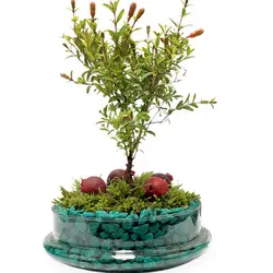 تراریوم انار مینیاتوری | گلپینو