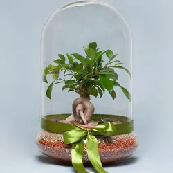 تراریوم بونسای جینسینگ بسته | گلپینو