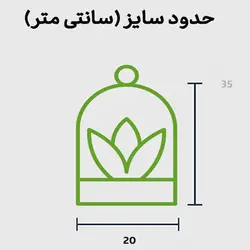 تراریوم بونسای جینسینگ بسته | گلپینو