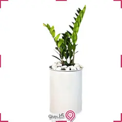 گیاه زامیفولیا