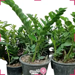 گیاه زامیفولیا