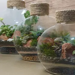 تراریوم افرا | گلپینو