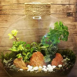 تراریوم افرا | گلپینو