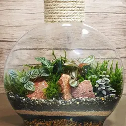 تراریوم افرا | گلپینو