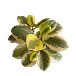 گلدان برگ قاشقی ابلق