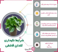 گلدان برگ قاشقی ابلق