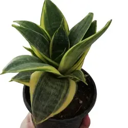 گلدان سانسوریا هانی گلد