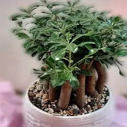 گلدان میخک هندی