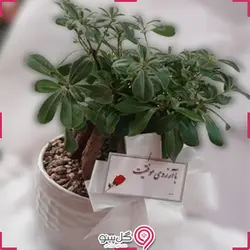 گلدان میخک هندی