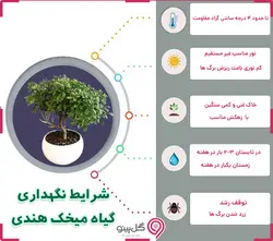 گلدان میخک هندی