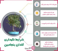 گلدان گیاه بنجامین ابلق