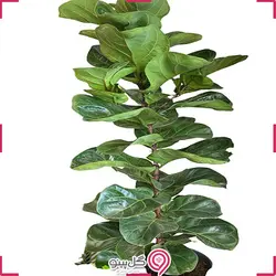 گلدان گیاه فیکوس