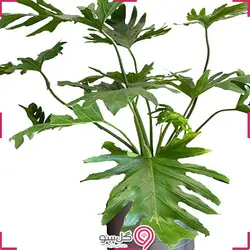 گلدان گیاه برگ انجیری