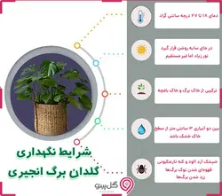 گلدان گیاه برگ انجیری