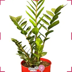 گلدان گیاه زامیفولیا