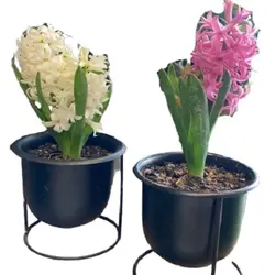 گلدان گل سنبل