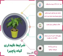 گلدان پاچیرا گیاه ثروت سه تنه