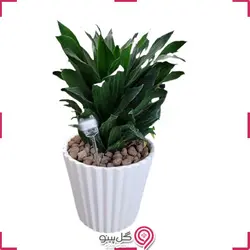 گلدان گیاه دراسنا کامپکت