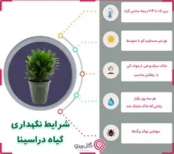 گلدان گیاه دراسنا کامپکت