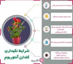 گلدان آنتریوم مینیاتوری با گلدان سفید