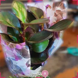 گلدان گیاه برگ بیدی نانو