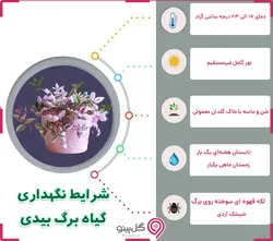 گلدان گیاه برگ بیدی نانو