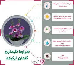 گلدان گل ارکیده سفید