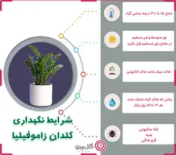 گلدان گیاه زاموفیلیا
