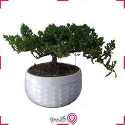 گلدان بونسای کاج جونی پرس